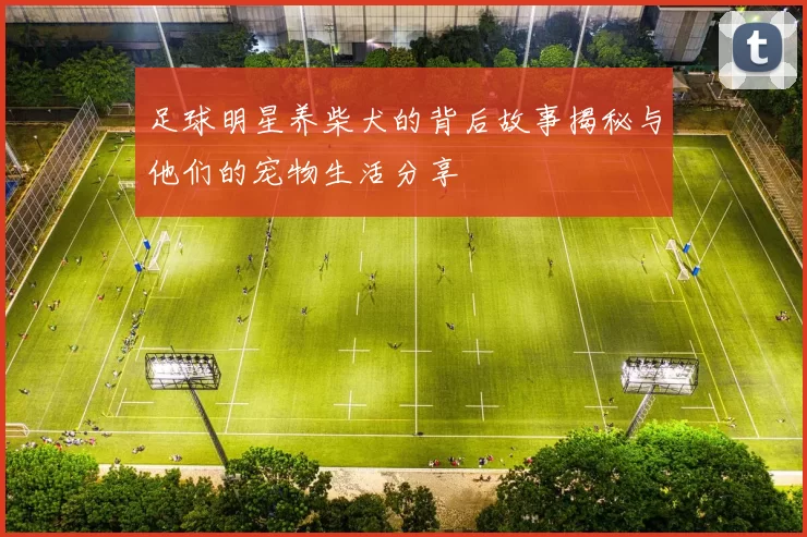 足球明星养柴犬的背后故事揭秘与他们的宠物生活分享